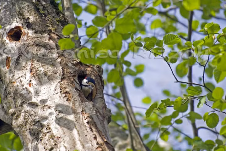 Natura 2000: lago Pudro, scoprendo la biodiversità del Trentino
