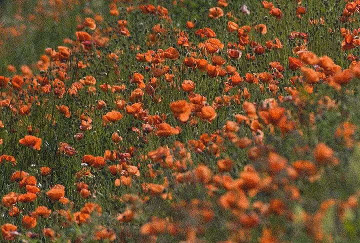 E' primavera