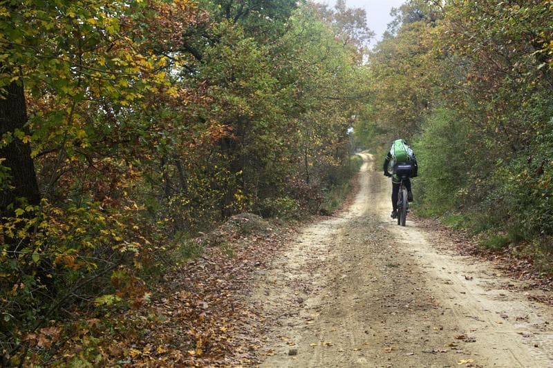 mtb bosco autunno