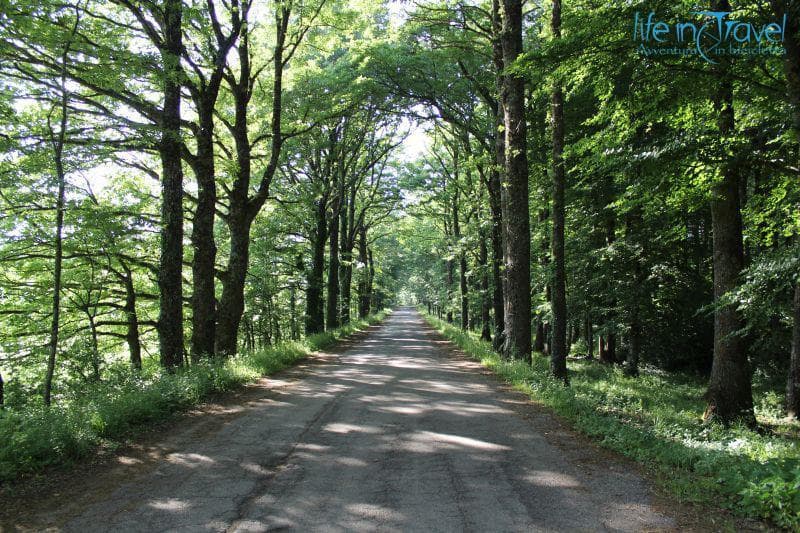 Basilicata bosco