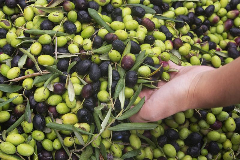 olive in Puglia