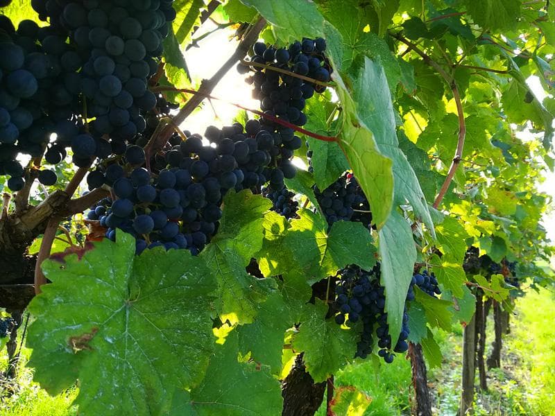 vigneti della franciacorta