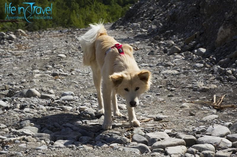 nala al fiume trebbia