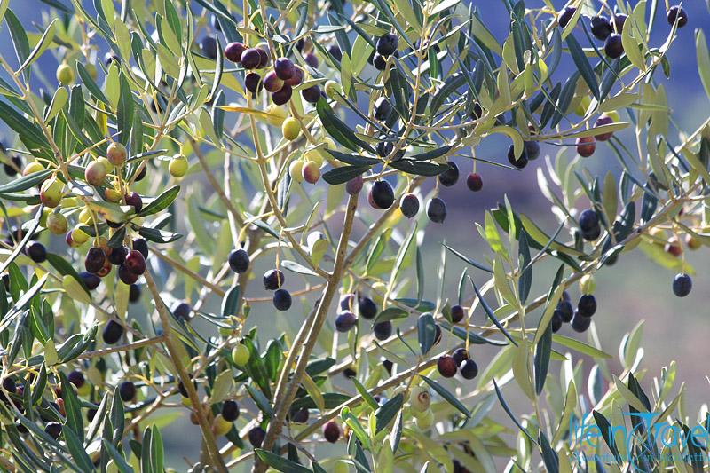 tempo delle olive