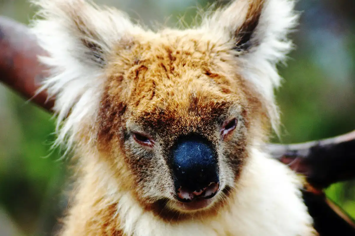 koala