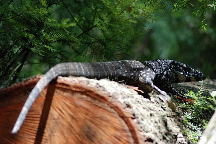 iguana