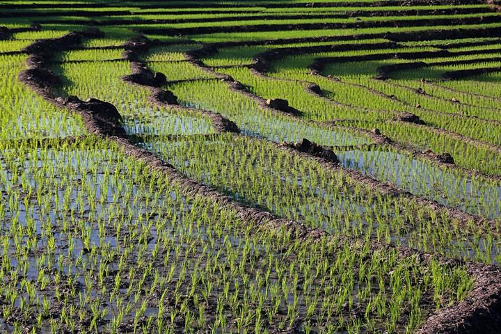 terrazzamenti di riso