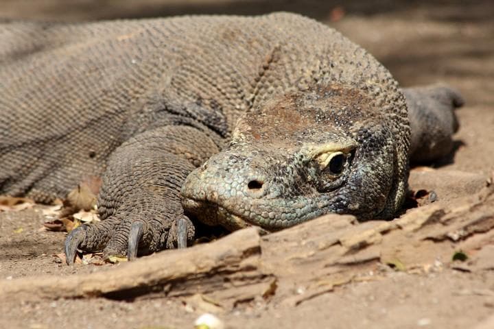 drago di Komodo