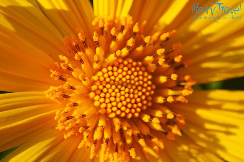 19 thailandia in bici girasoli