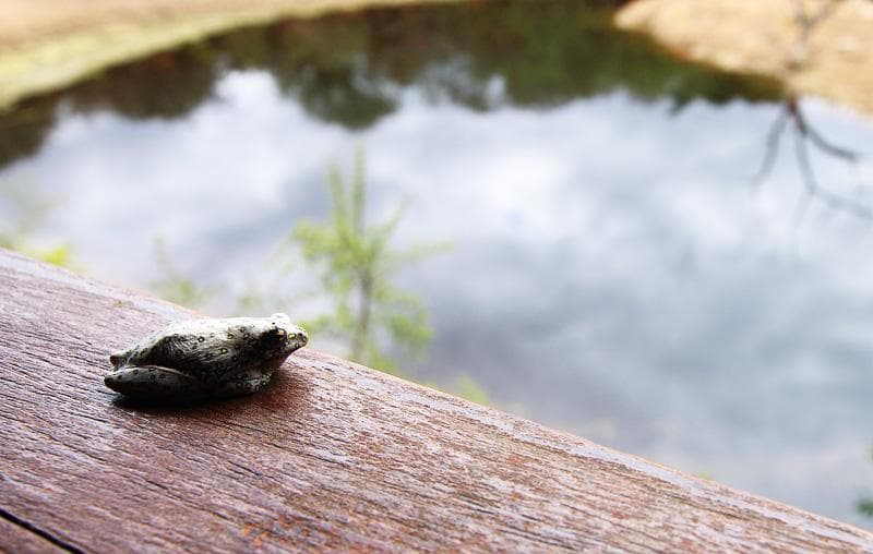 Hyperolius marmoratus addo