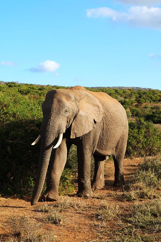 elefante addo park sudafrica