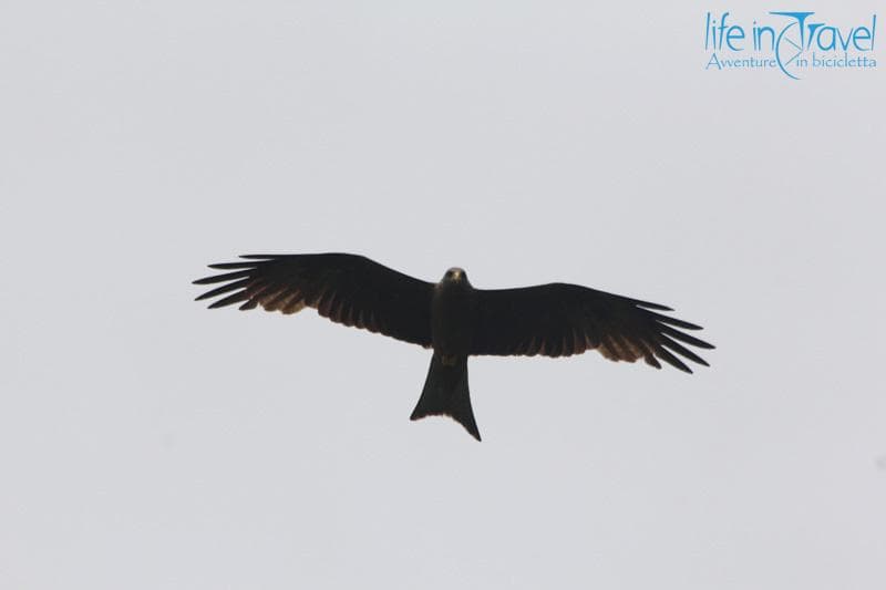 rapace sudafrica