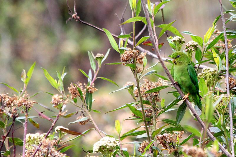 pappagallo verde
