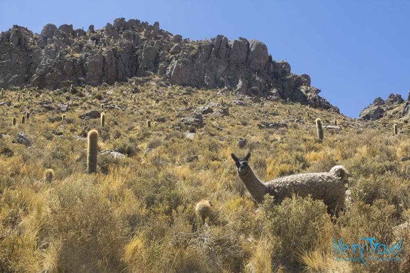 lama e cactus