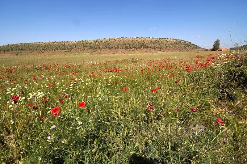 Campo di papaveri
