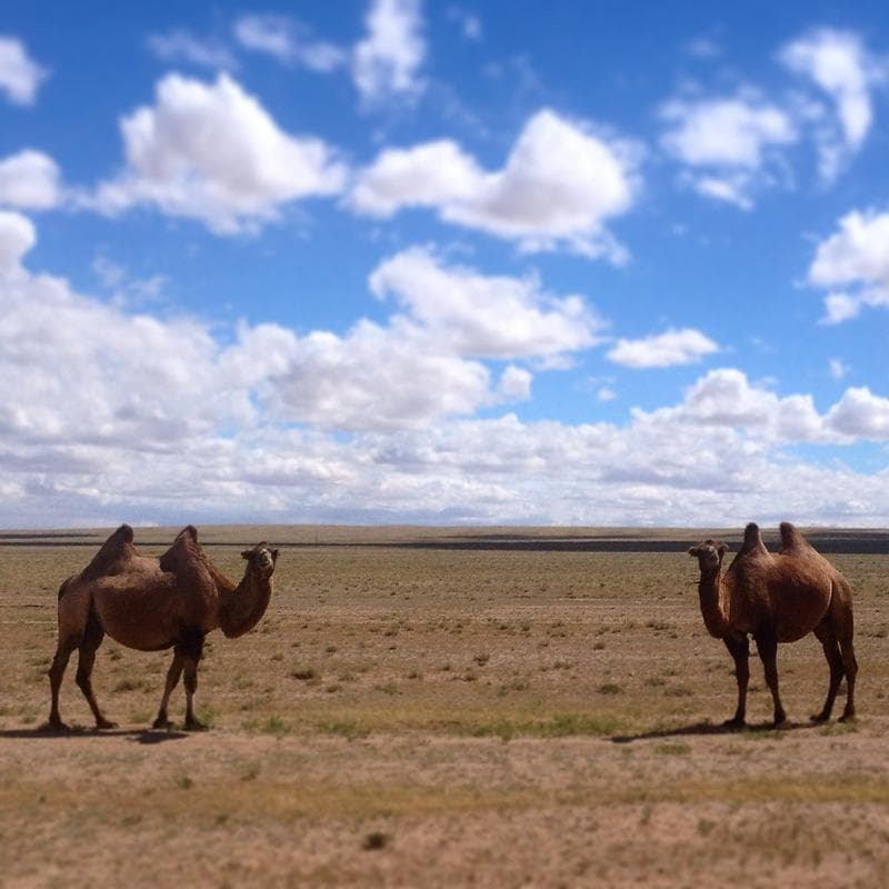 cammelli mongolia