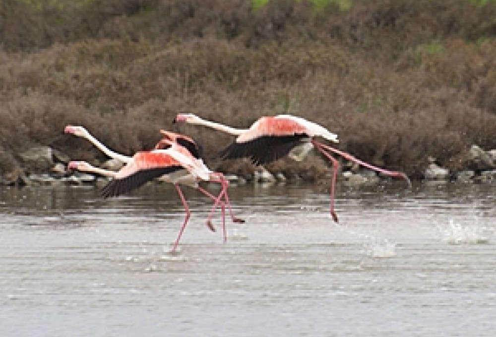 Fenicotteri rosa sul delta del Po