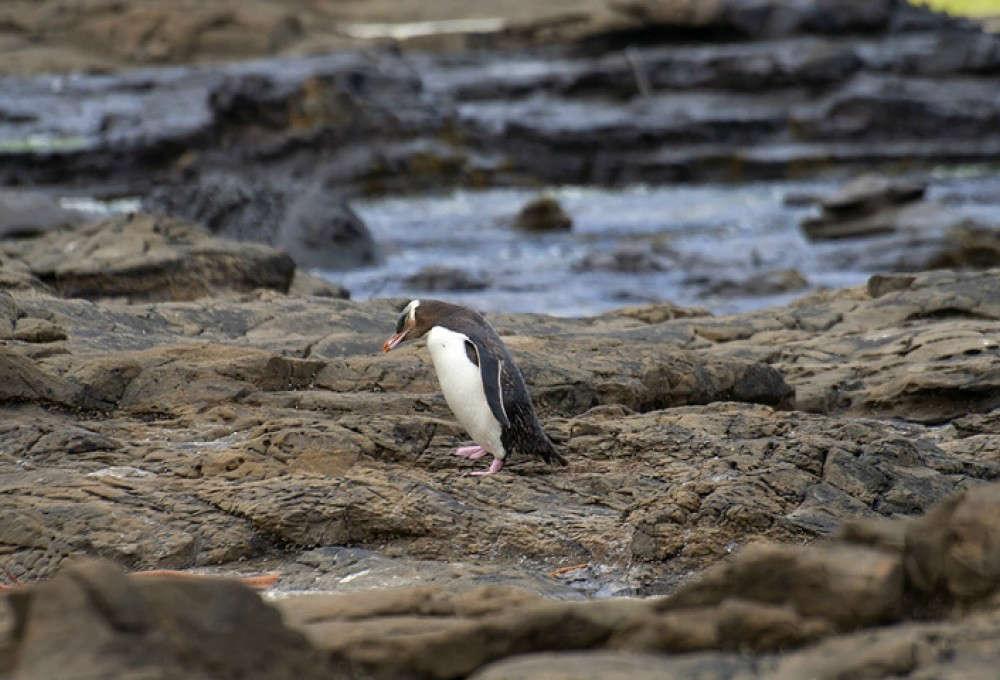 Pinguini a Curio Bay