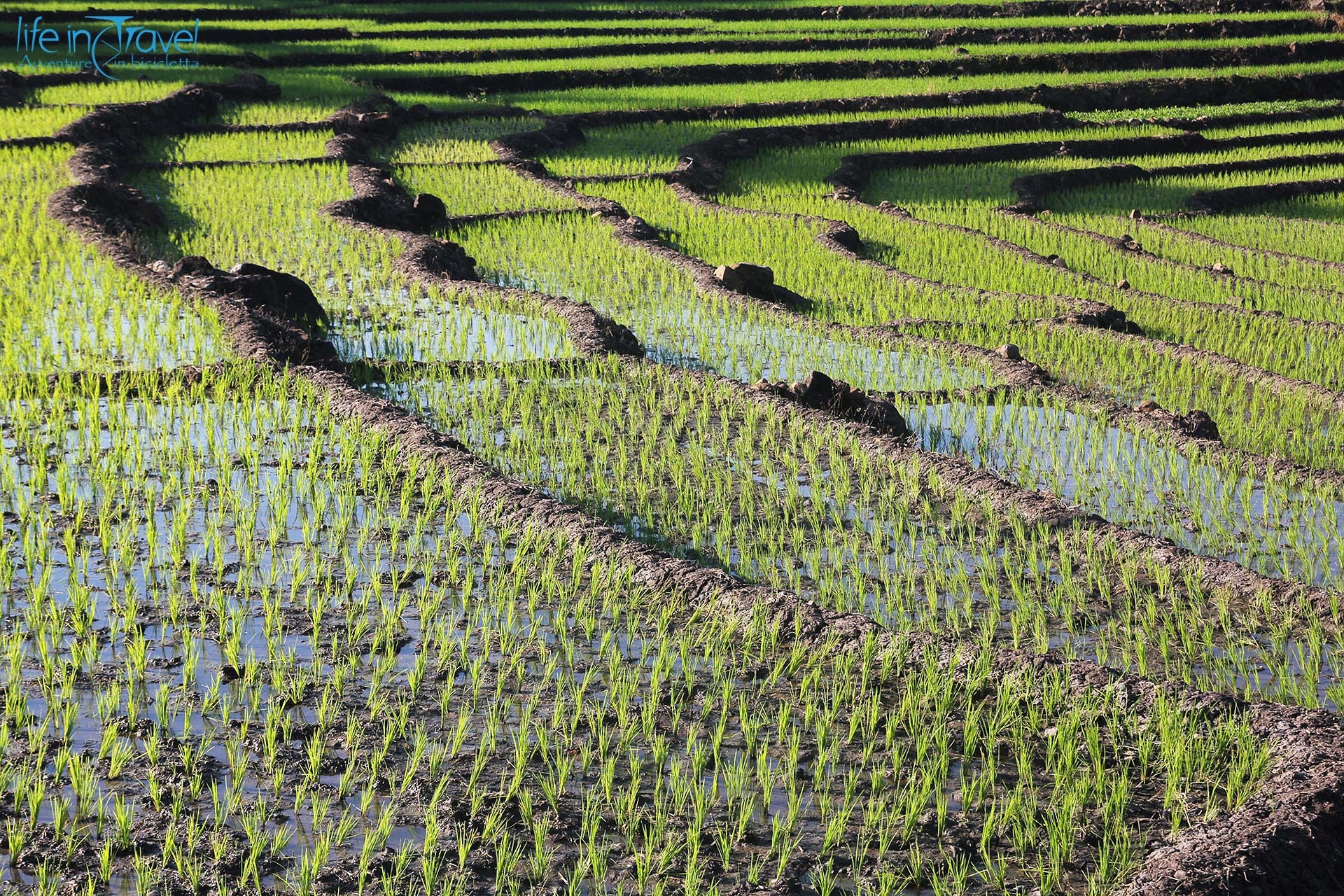 Terrazzamenti di riso in Indonesia
