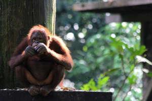 Centro di conservazione degli orang utans di Sephilok