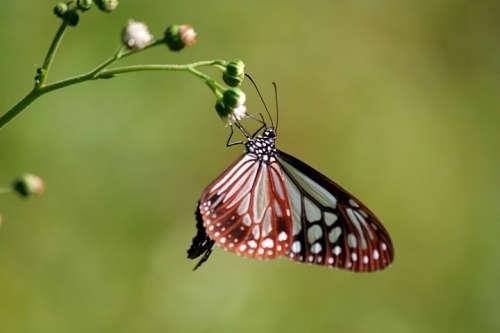 Farfalla al Mae Moei